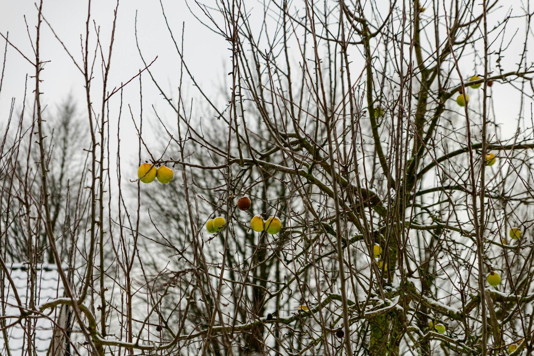 Ungeschnittene, dicht verzweigte Krone eines Apfelbaums im Winter mit einzelnen Äpfeln