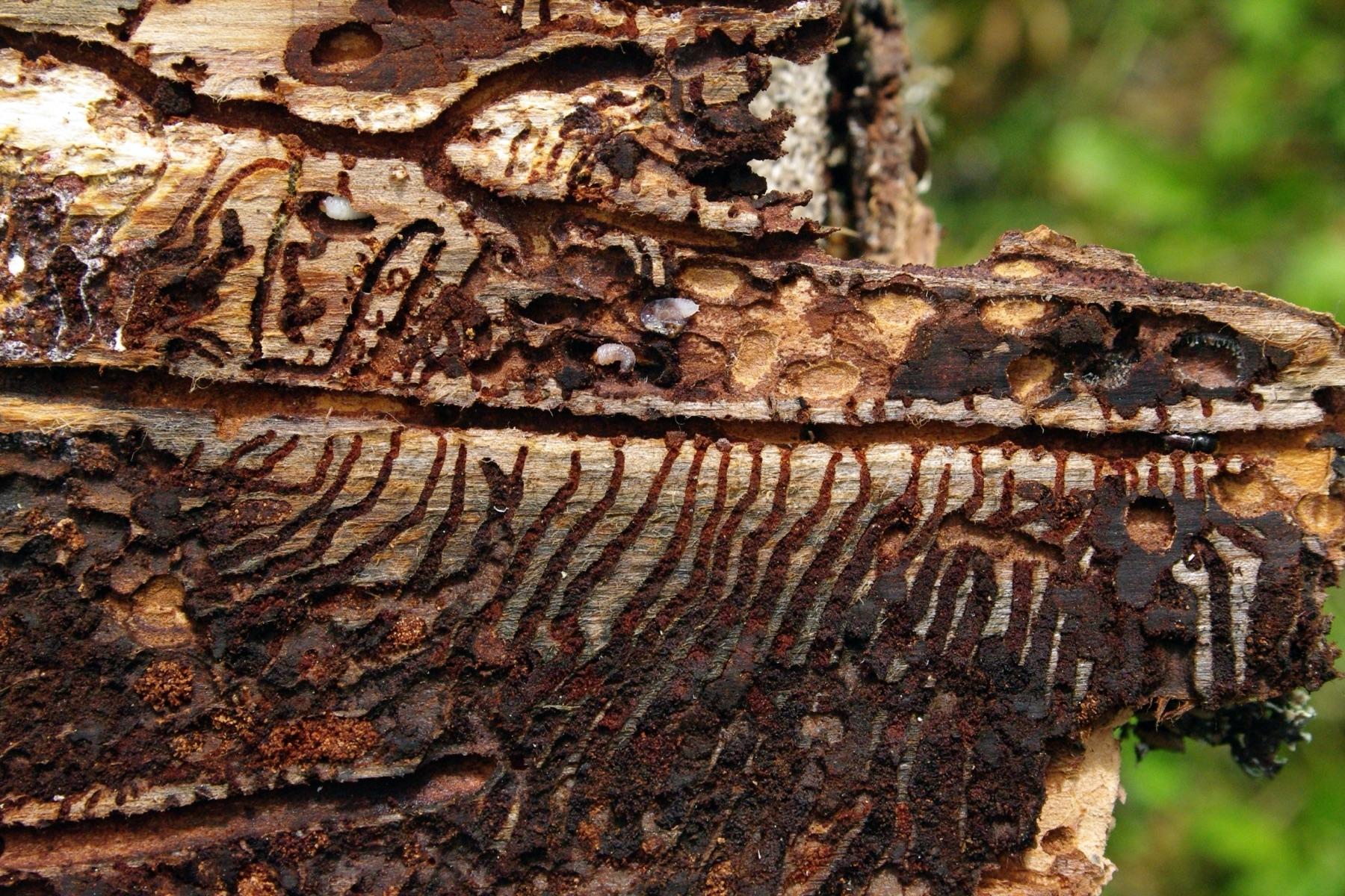Buchdrucker-Fraßbild unter abgelöster Fichtenrinde mit Muttergängen, Larvengängen und braunem Bohrmehl