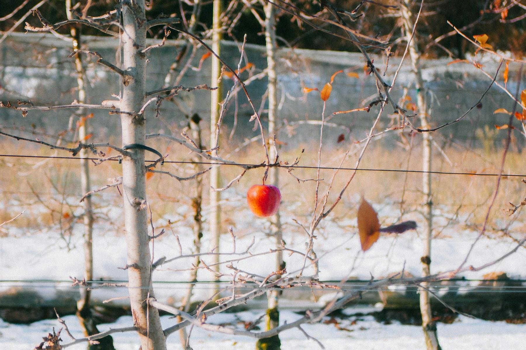Obstbäume schneiden im Winter: Welcher Baum wann dran ist