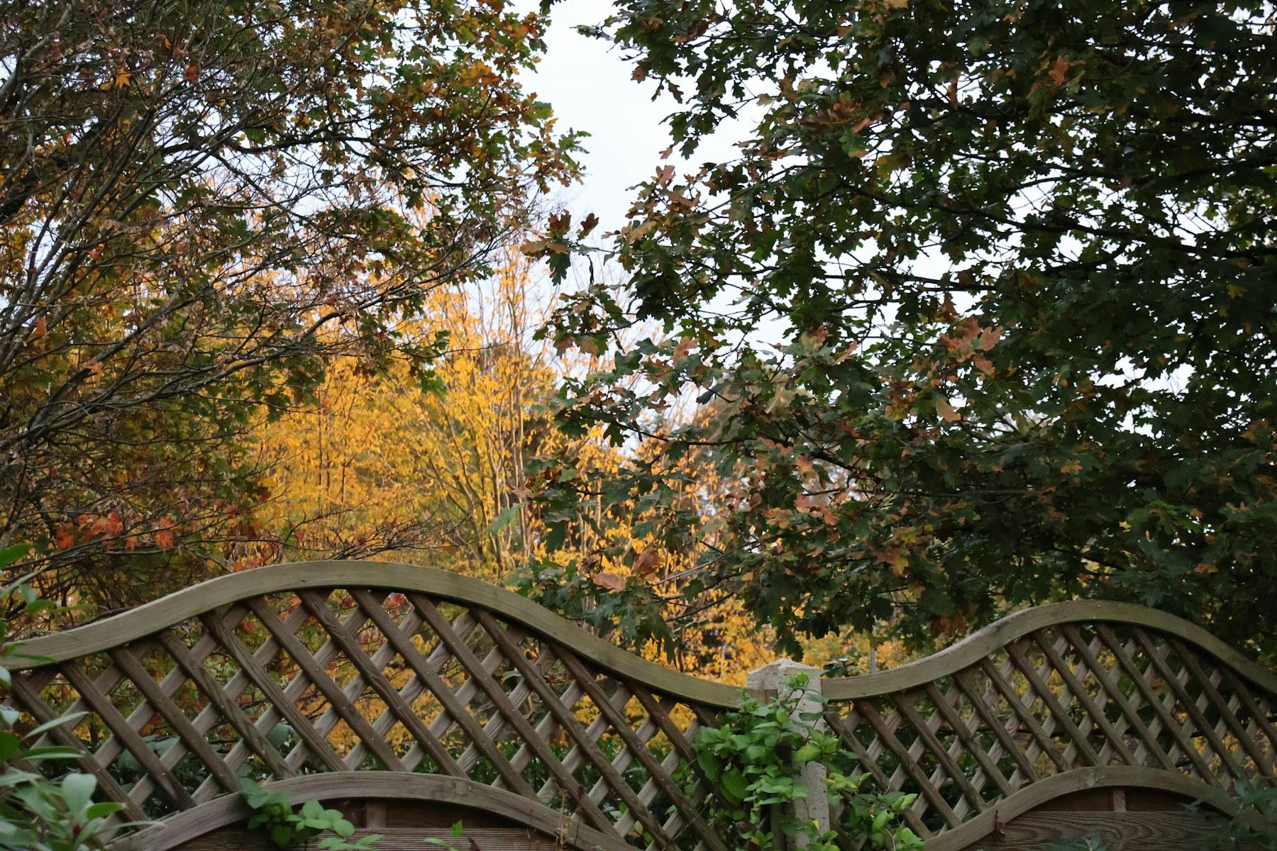 Herbstlich belaubte Äste ragen über einen hölzernen Gartenzaun