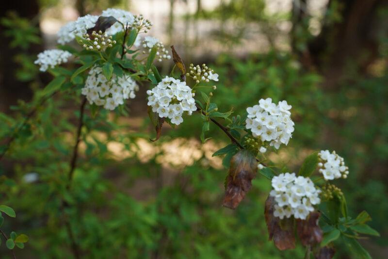 Weiß blühende Sträucher im Frühling