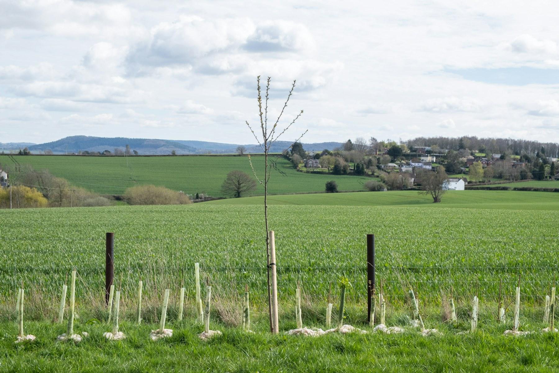Frisch gepflanzte junge Bäume mit Stützpfahl und Wuchshüllen auf einer grünen Wiese