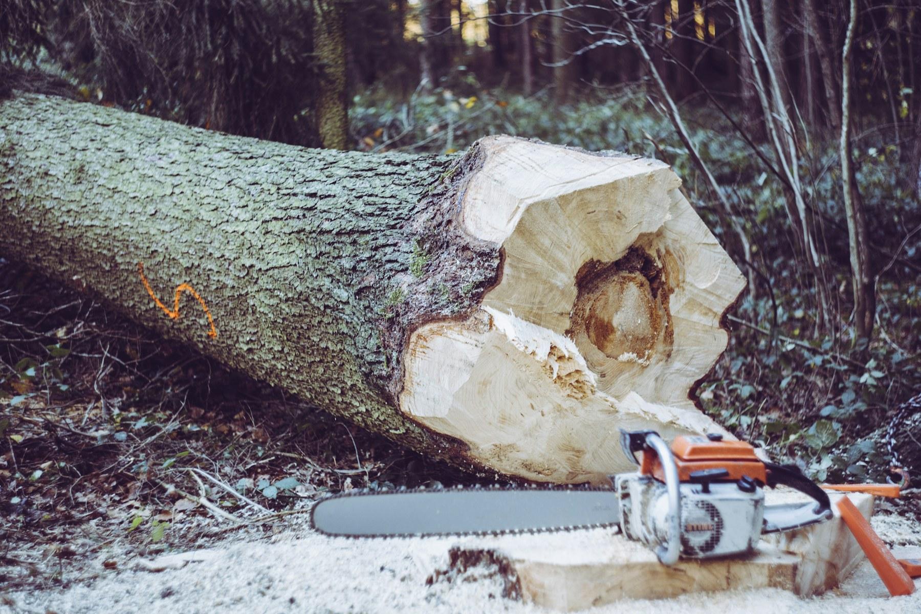 Baumfällung: Was kostet es, einen Baum fällen zu lassen?