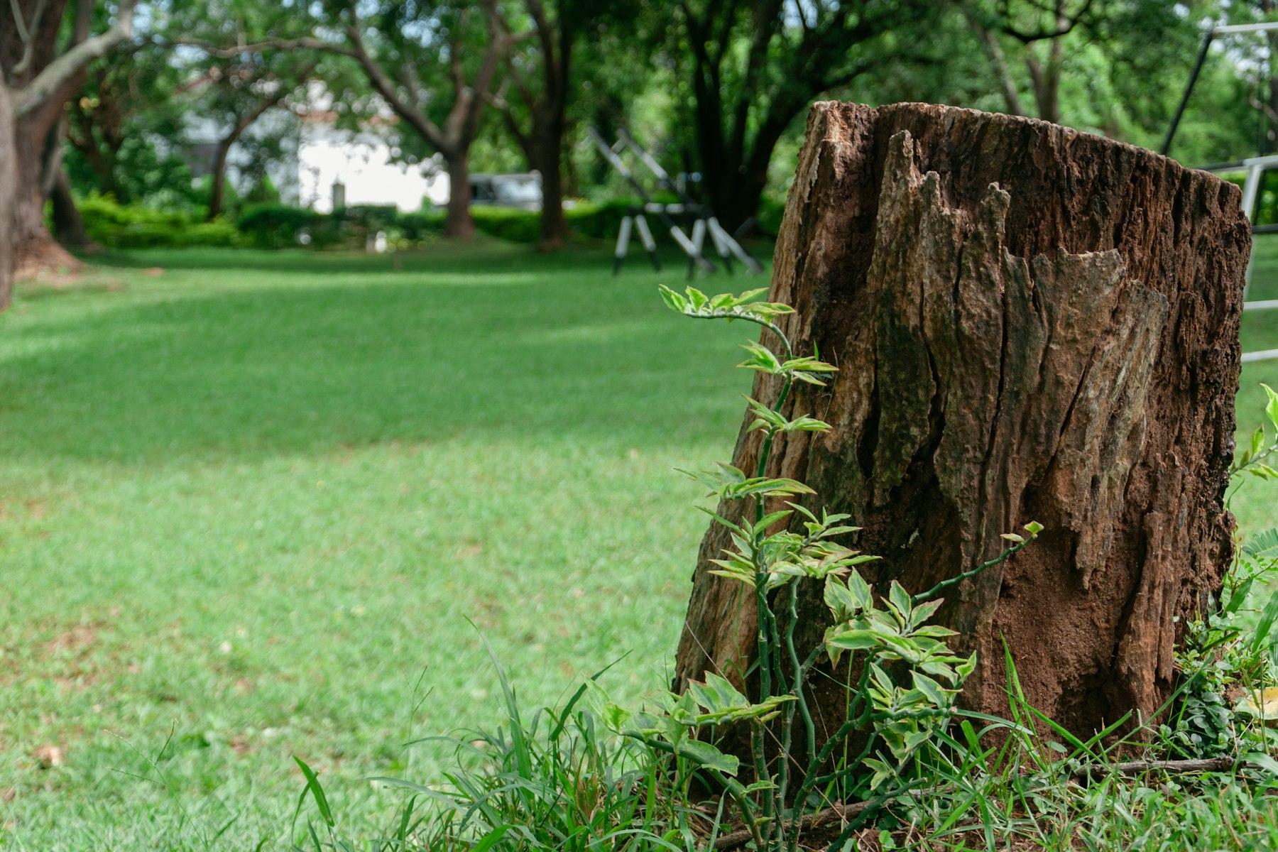 Alter Baumstumpf auf einer Rasenfläche im Garten, an dem junge Triebe austreiben