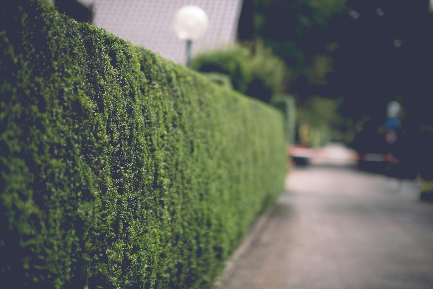 Hecke schneiden: Wann ist es erlaubt und wann verboten?