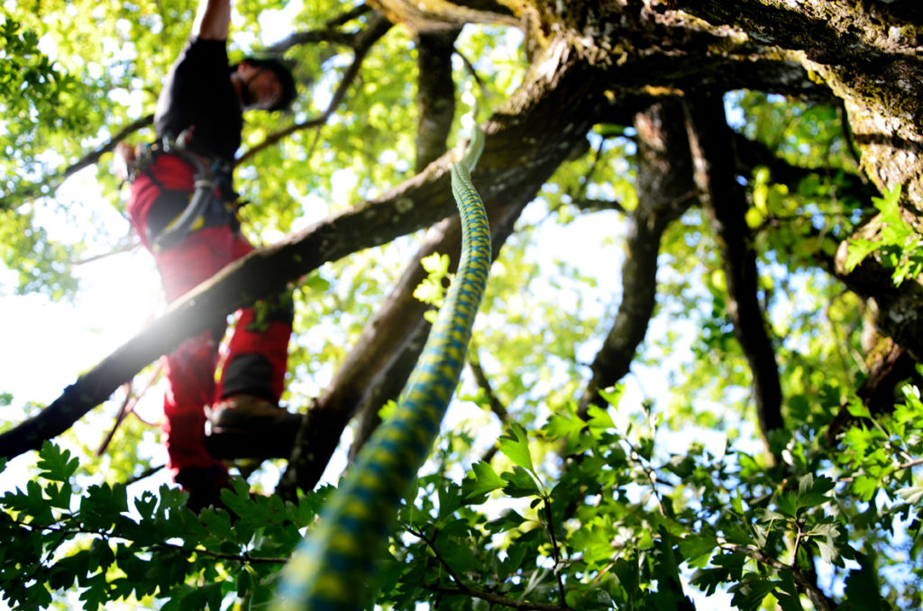 Dank Kletterseilen sicher im Baum, Baumpflege Pemsl