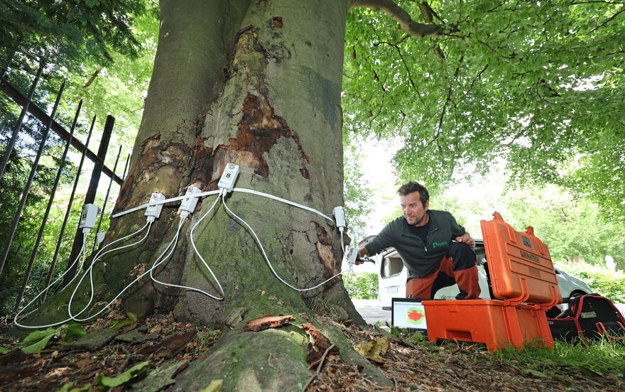 Ein Baumpflegeexperte führt eine Baumschallung an einem Baum durch.