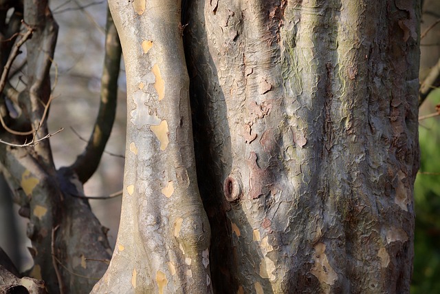 eisenholzbaum rinde foto