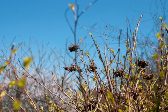 foto mit sträuchern und blauem himmel