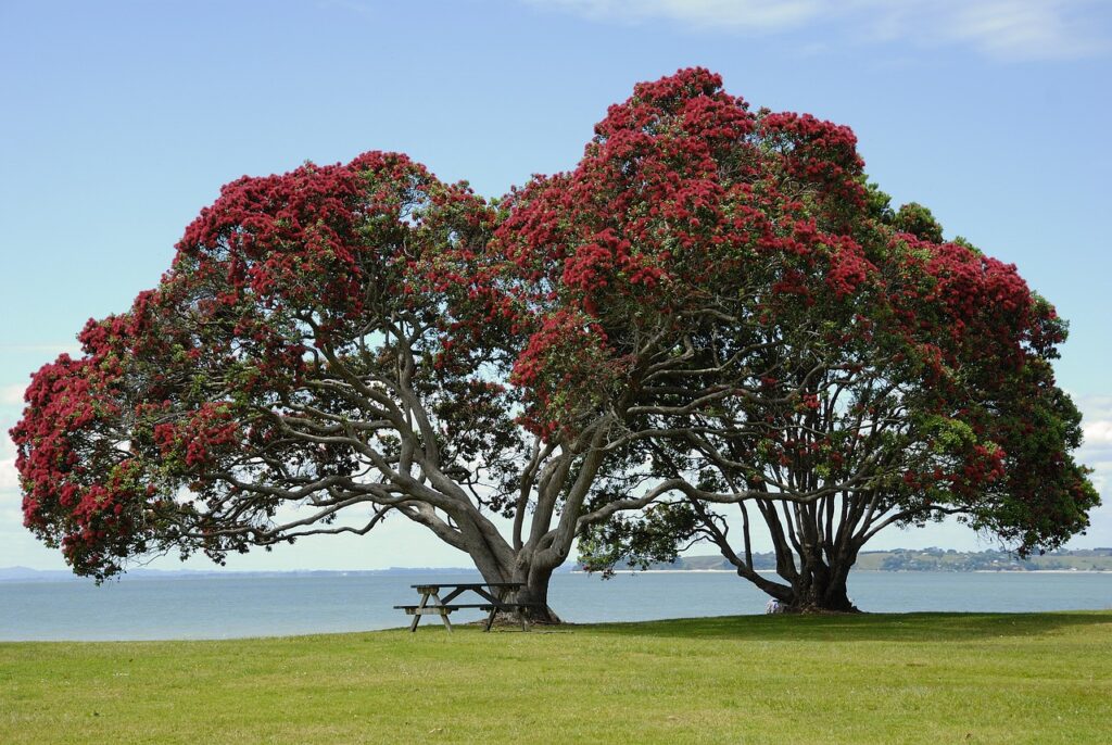 bild von zwei Persischer Eisenholzbaum Parrotia persica