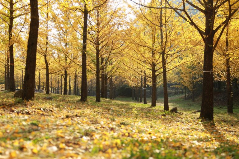 Mehr über den Artikel erfahren Ginkgo Biloba Baum