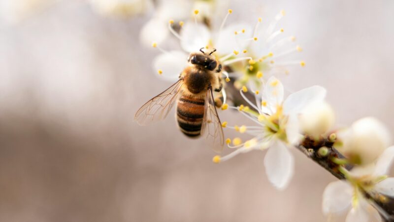 Mehr über den Artikel erfahren Bienenfreundliche Bäume