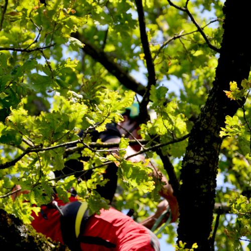 Baumpflege hoch im Baum, Baumpflege Pemsl Lindau, Allgäu, Bodensee