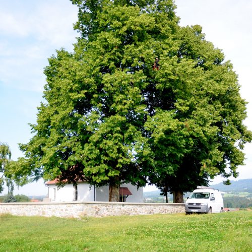 Klettern für die Baumpflege, Seilklettertechnik, Baumpflege Pemsl Lindau, Allgäu, Bodensee