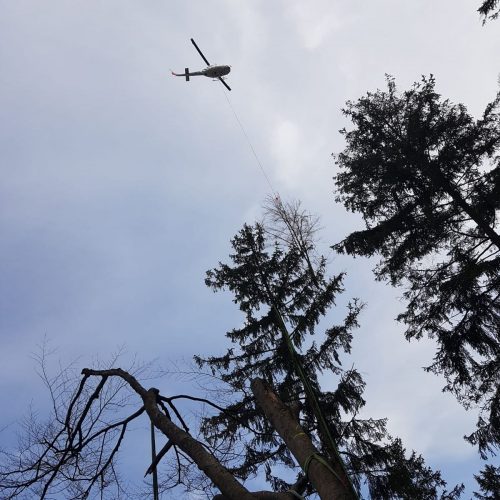 Helikopterfällung - Baumfällung mit Helikopter, Baumpflege Pemsl