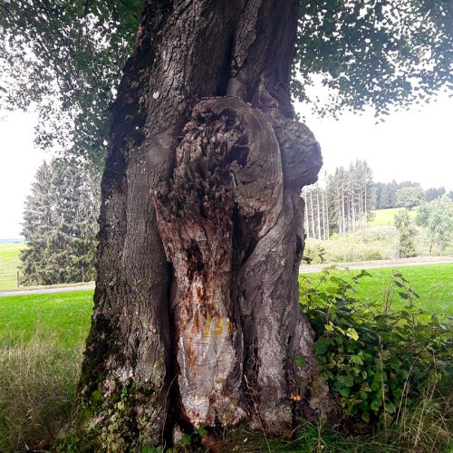 Baumkontrolle und Baumpflege - Baumkrankheiten erkennen Lindau, Allgäu, Bodensee
